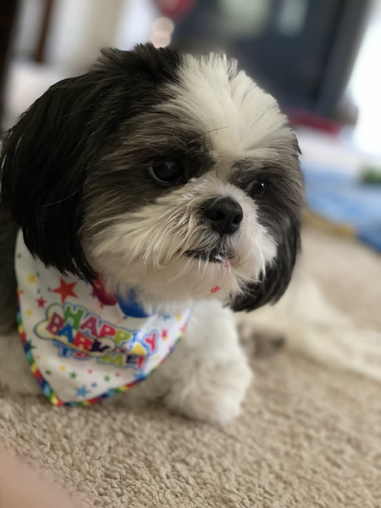 Harvey, a Shih Tzu tested with EmbarkVet.com