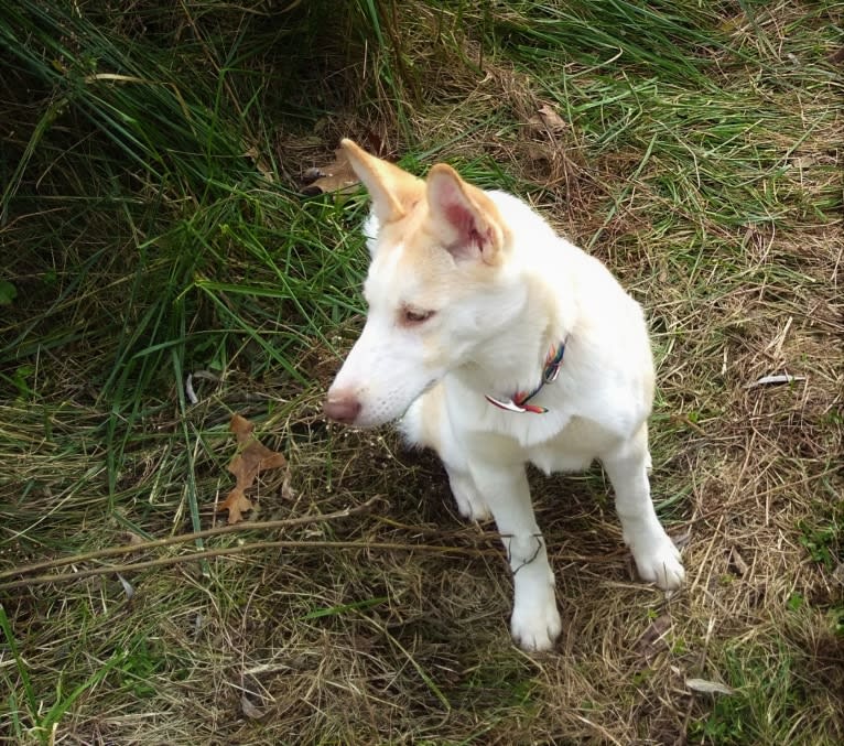 Kestrel, a Siberian Husky and Shetland Sheepdog mix tested with EmbarkVet.com