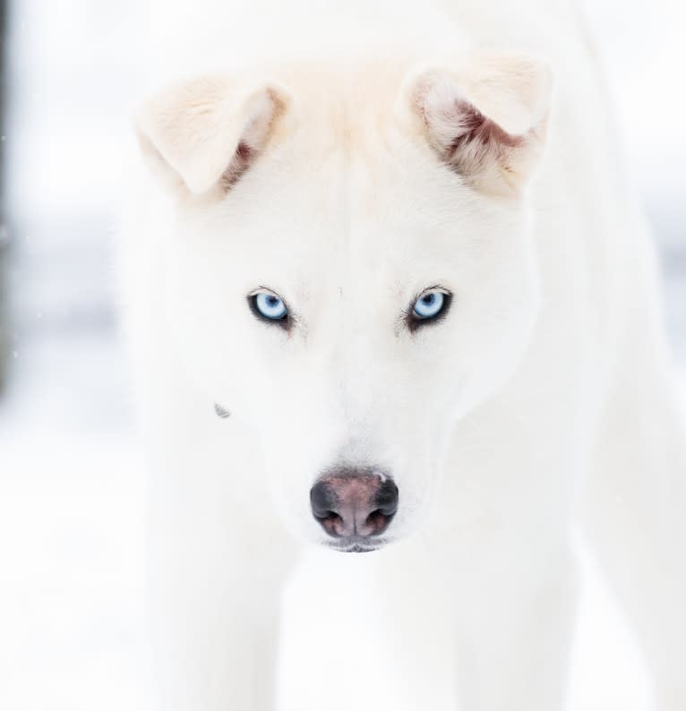 Dash, a Gerberian Shepsky (12.7% unresolved) tested with EmbarkVet.com
