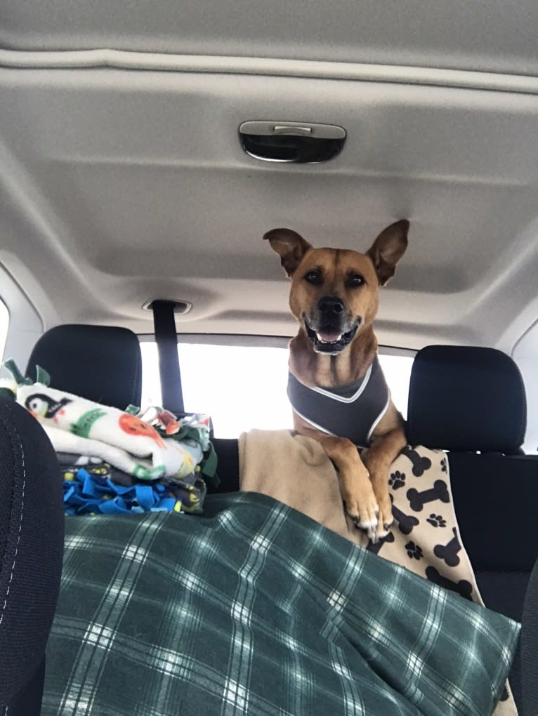 Trevor, an American Pit Bull Terrier and German Shepherd Dog mix tested with EmbarkVet.com