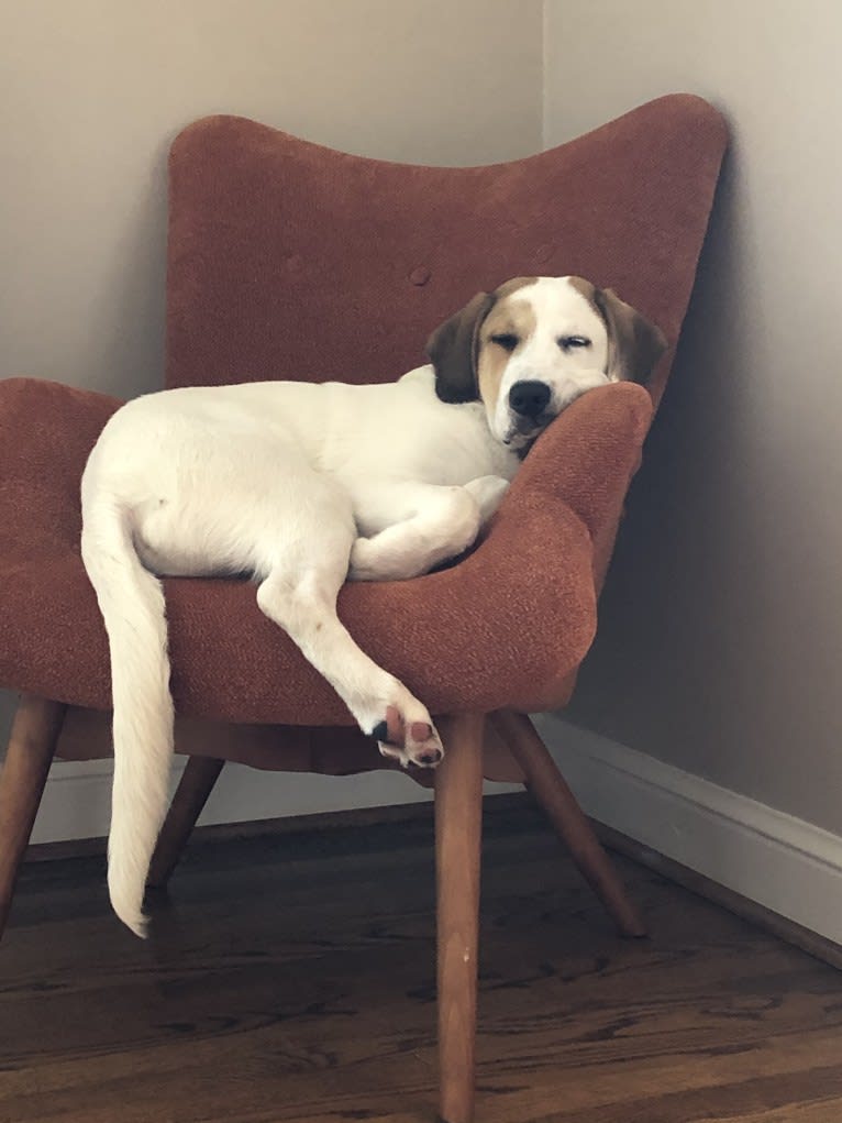 Stoli, a Great Pyrenees and American Pit Bull Terrier mix tested with EmbarkVet.com