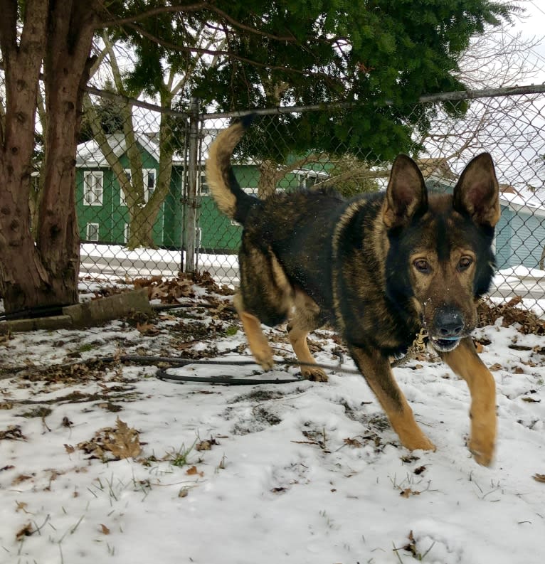 Kye Lo, a German Shepherd Dog tested with EmbarkVet.com