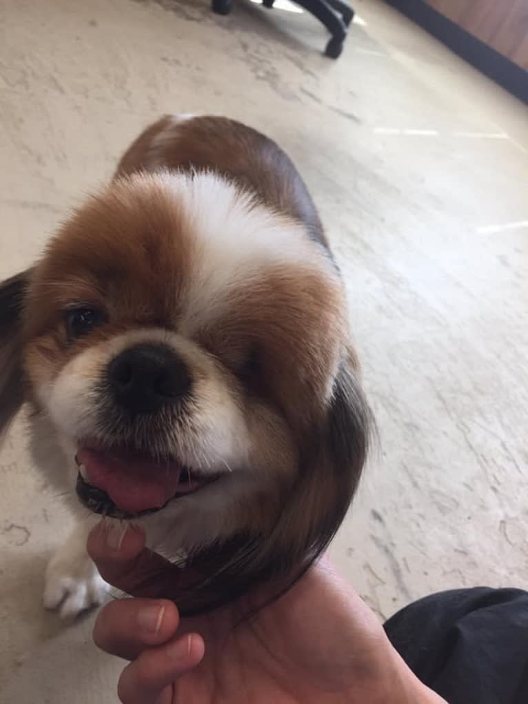 Carl, a Japanese Chin tested with EmbarkVet.com