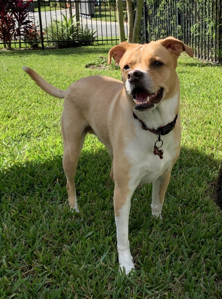 Leo, an American Pit Bull Terrier and Labrador Retriever mix tested with EmbarkVet.com