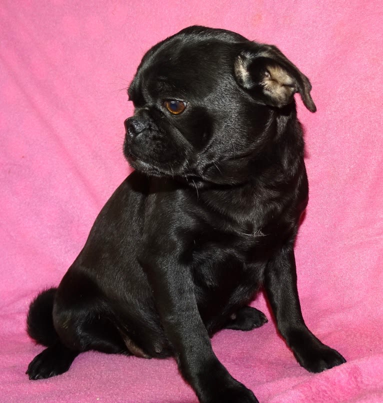 Olive, a Pug and Japanese Chin mix tested with EmbarkVet.com