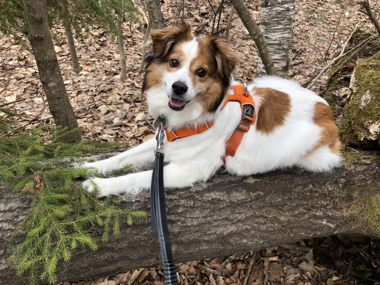 Cooper, an Australian Cattle Dog and Shih Tzu mix tested with EmbarkVet.com