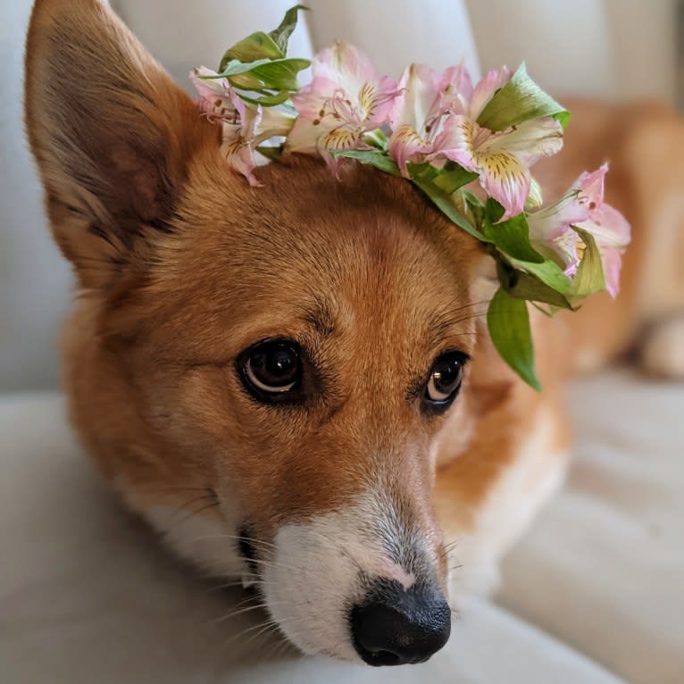 Fleur, a Pembroke Welsh Corgi tested with EmbarkVet.com