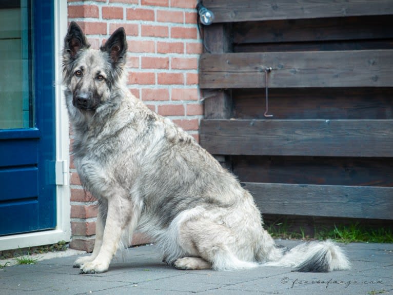 Gemma, a German Shepherd Dog tested with EmbarkVet.com