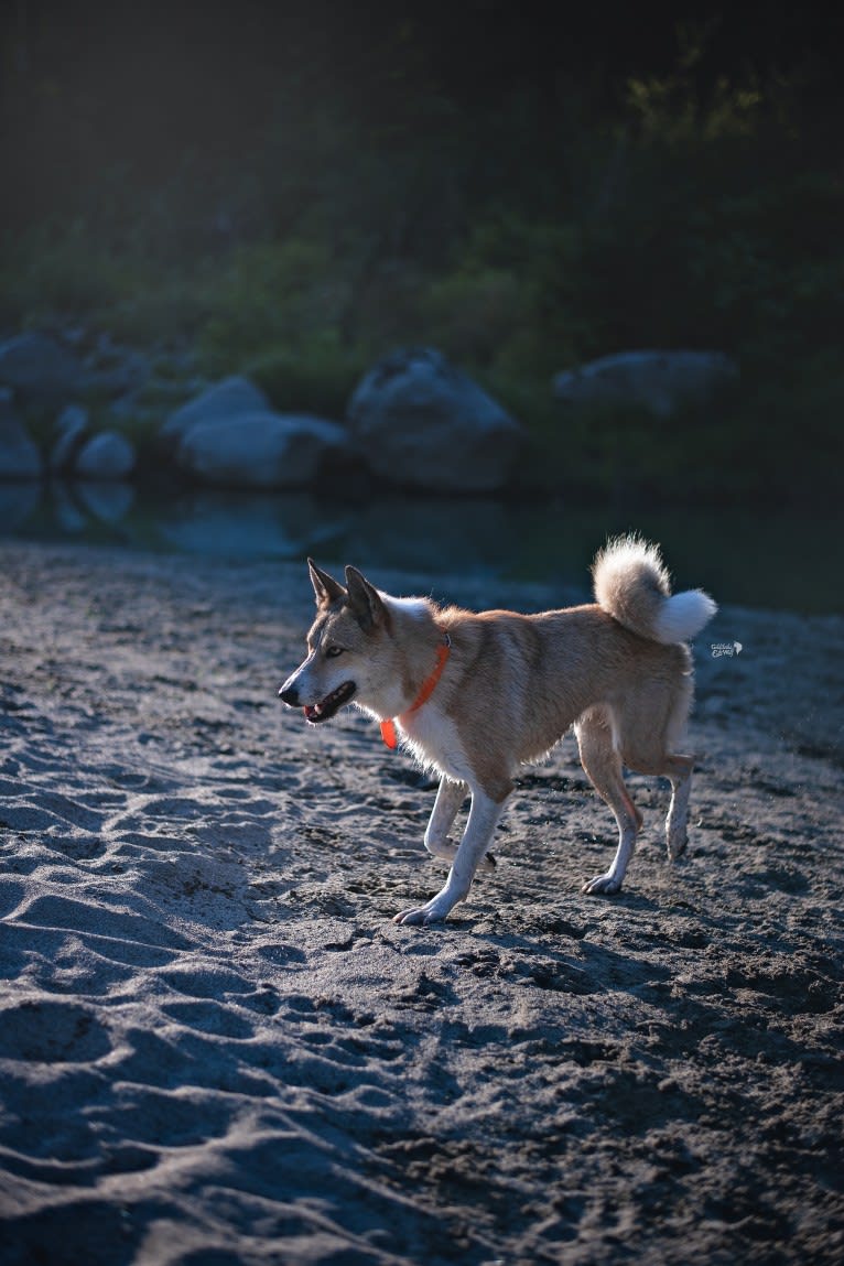 Naida, a West Siberian Laika tested with EmbarkVet.com