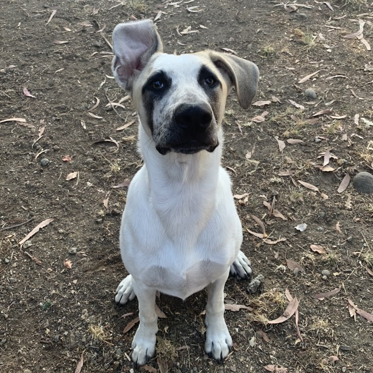 Dante, a German Shepherd Dog and American Pit Bull Terrier mix tested with EmbarkVet.com