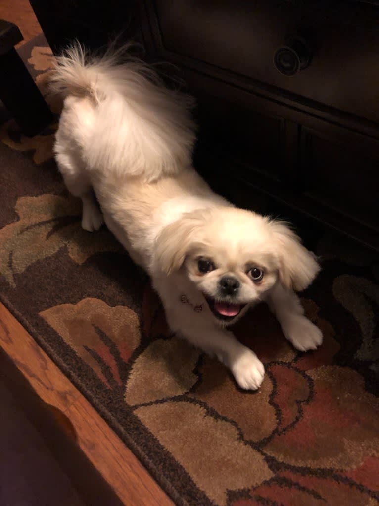 Skye, a Pekingese tested with EmbarkVet.com