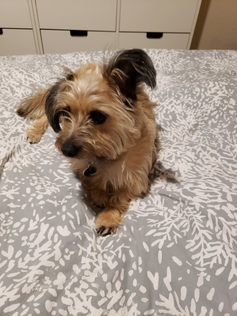 Otis, a Dachshund and Yorkshire Terrier mix tested with EmbarkVet.com