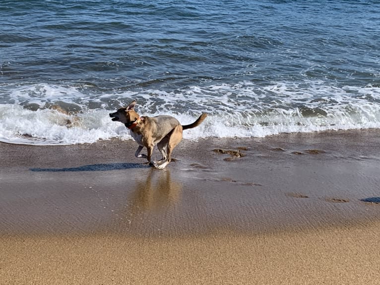 Baxter, a Mountain Cur and West Siberian Laika mix tested with EmbarkVet.com