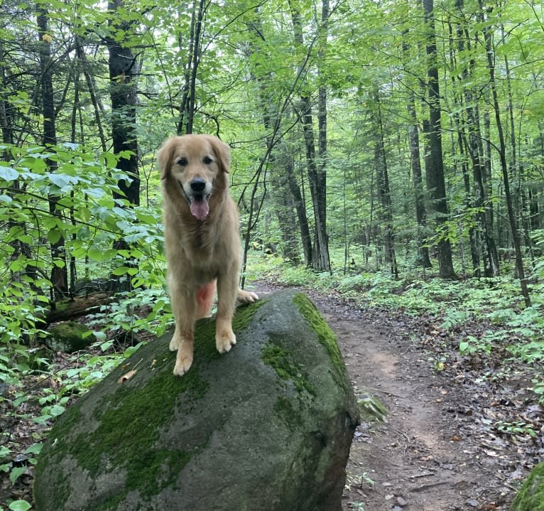 Timber “Gross Manor’s I’ll Be The One You Won’t Forget”, a Golden Retriever tested with EmbarkVet.com