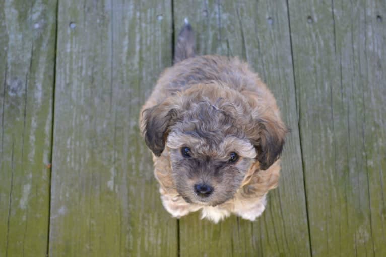 Opee, a Poodle (Small) and Chihuahua mix tested with EmbarkVet.com