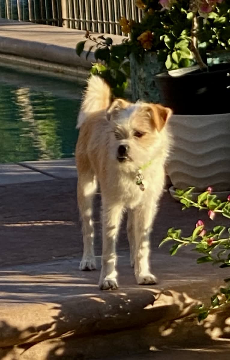 Oliver, a Pug and Australian Cattle Dog mix tested with EmbarkVet.com