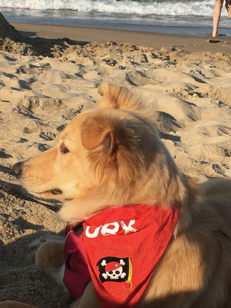 Sadie, a German Shepherd Dog and Golden Retriever mix tested with EmbarkVet.com