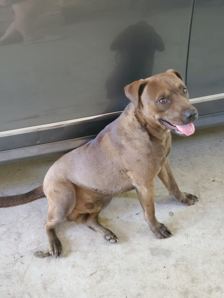 Vixen, an American Pit Bull Terrier and Chow Chow mix tested with EmbarkVet.com