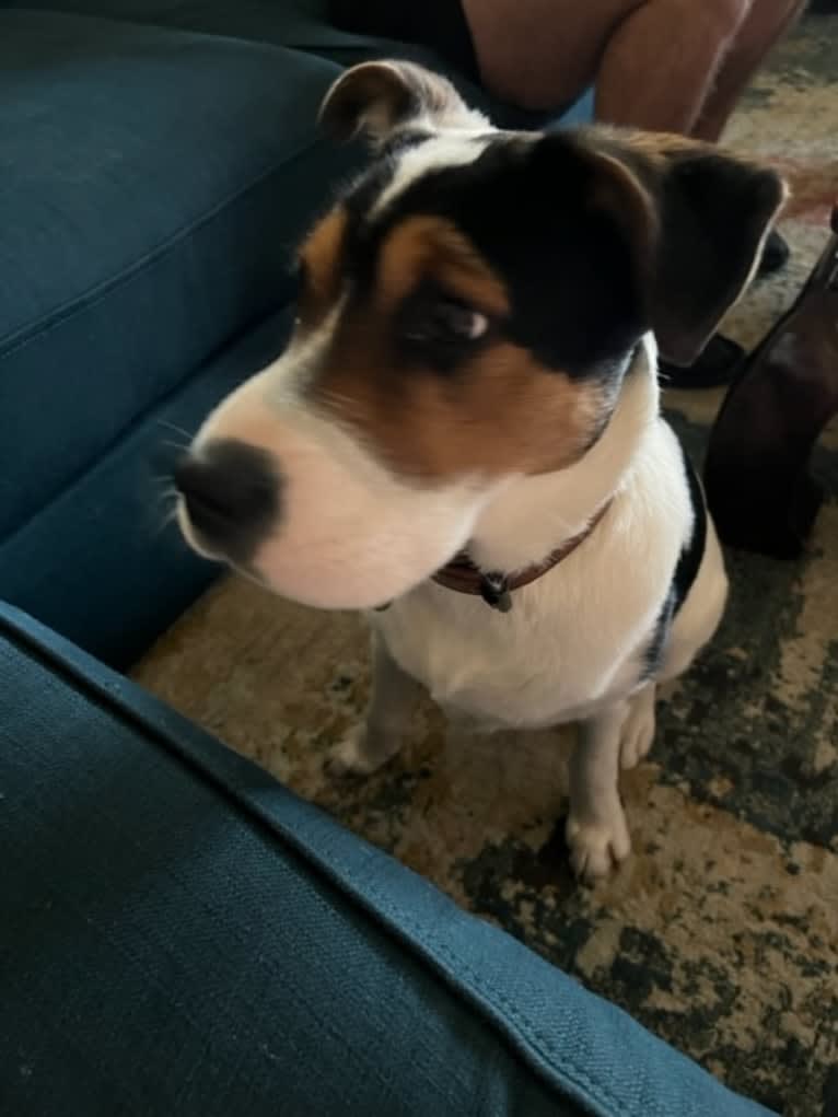 Rocky, an Australian Cattle Dog and Golden Retriever mix tested with EmbarkVet.com