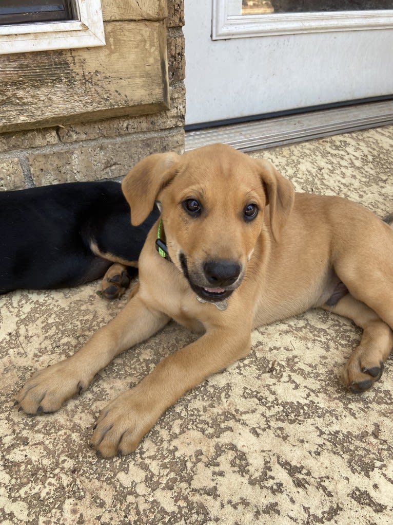 Enzo, a German Shepherd Dog and Doberman Pinscher mix tested with EmbarkVet.com