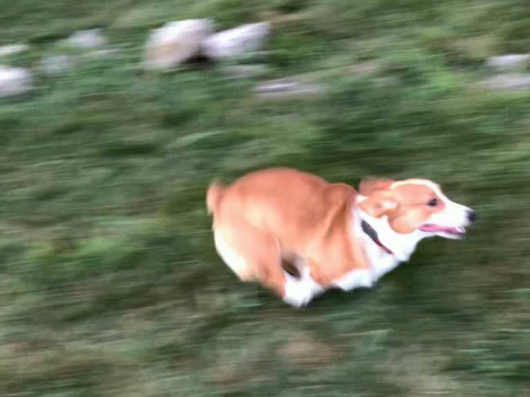 Lil Teddy, a Pembroke Welsh Corgi tested with EmbarkVet.com