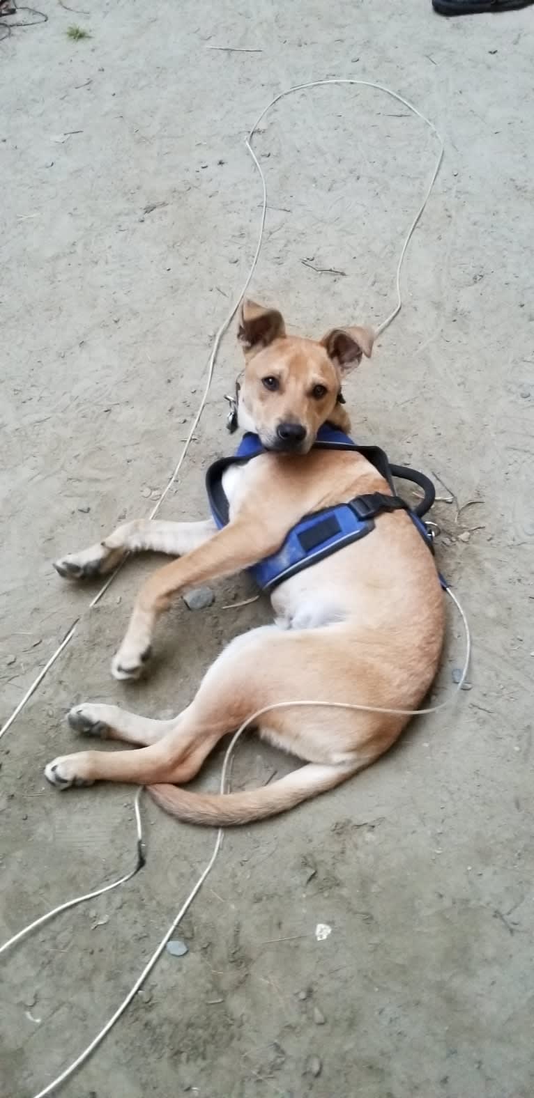 Renji, an American Pit Bull Terrier and Labrador Retriever mix tested with EmbarkVet.com