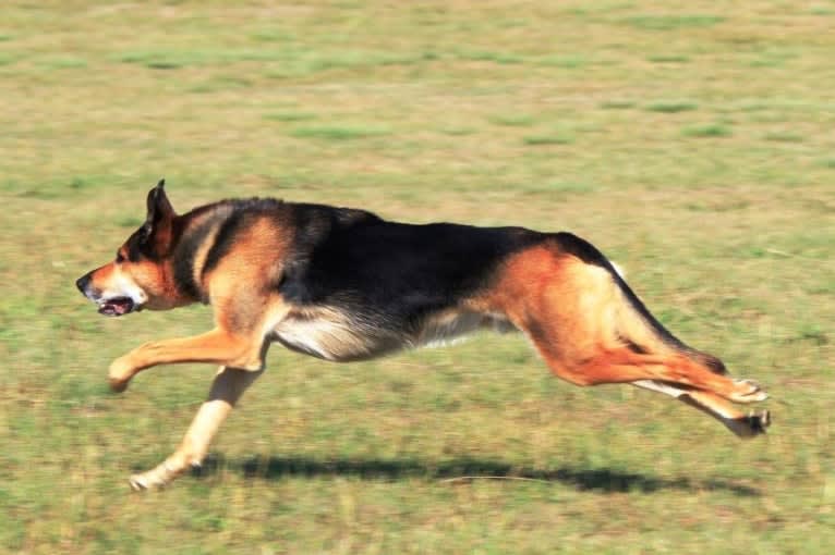 Rohan, an Australian Kelpie and German Shepherd Dog mix tested with EmbarkVet.com