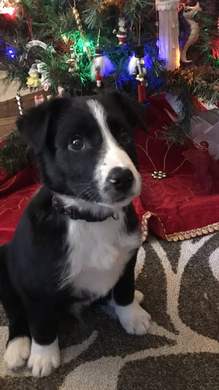 Deacon, a Border Collie tested with EmbarkVet.com