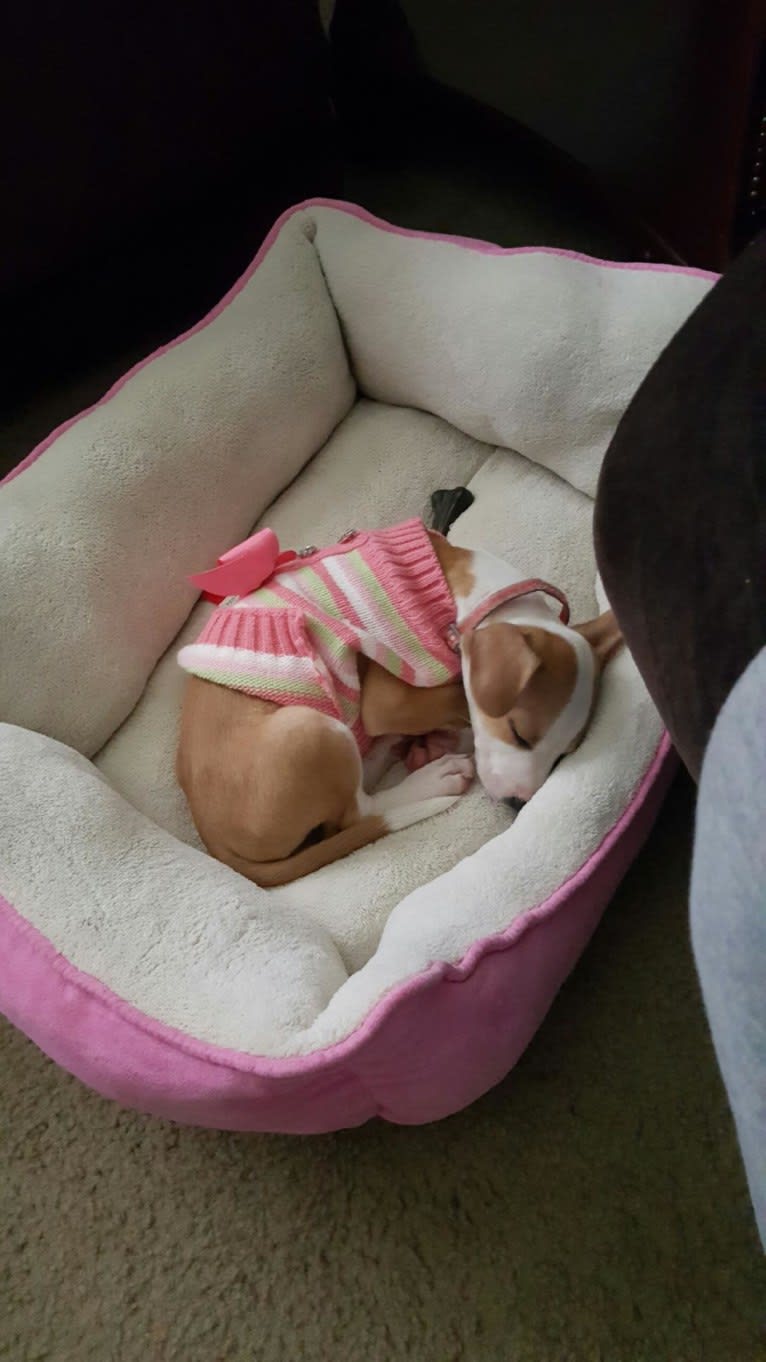 Cappucino, a Chihuahua and American Pit Bull Terrier mix tested with EmbarkVet.com