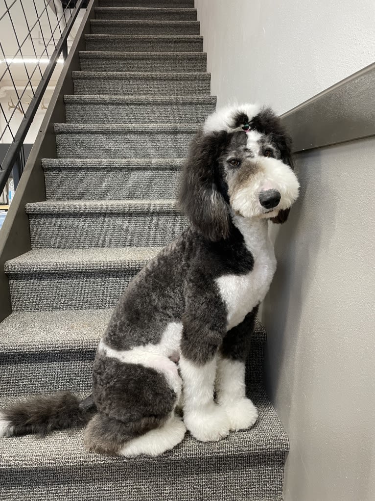 Hattie, a Sheepadoodle tested with EmbarkVet.com