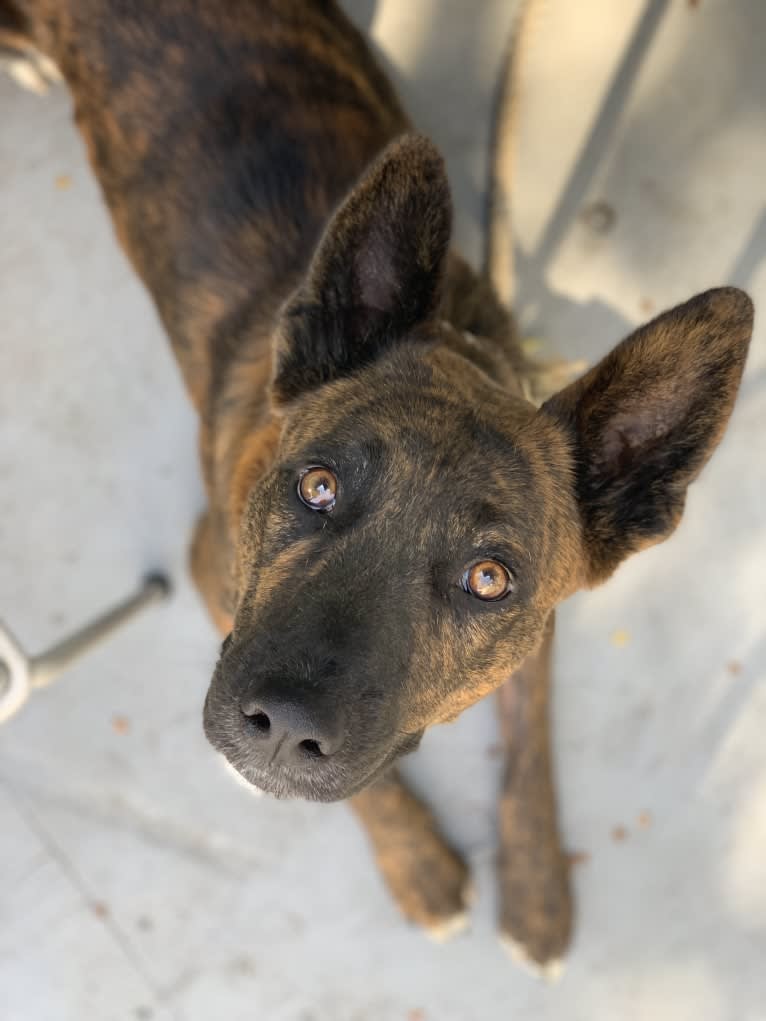 INU, an American Pit Bull Terrier and German Shepherd Dog mix tested with EmbarkVet.com