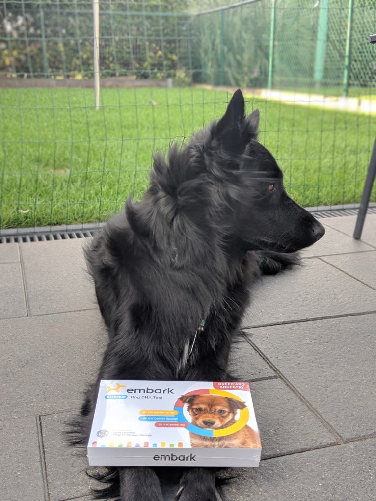 Kiba, a German Shepherd Dog and Siberian Husky mix tested with EmbarkVet.com