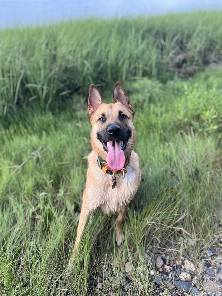 Everhett, a German Shepherd Dog and Australian Cattle Dog mix tested with EmbarkVet.com