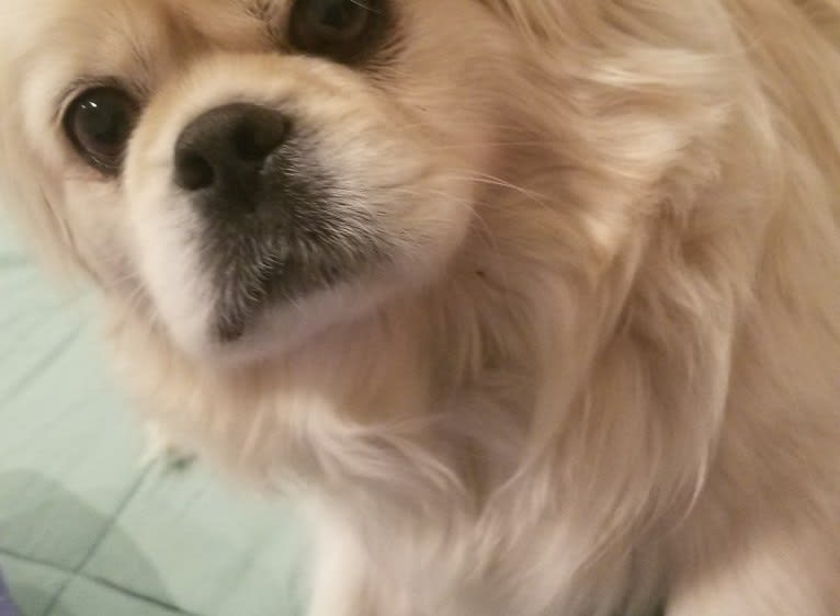 Babalou, a Pekingese tested with EmbarkVet.com