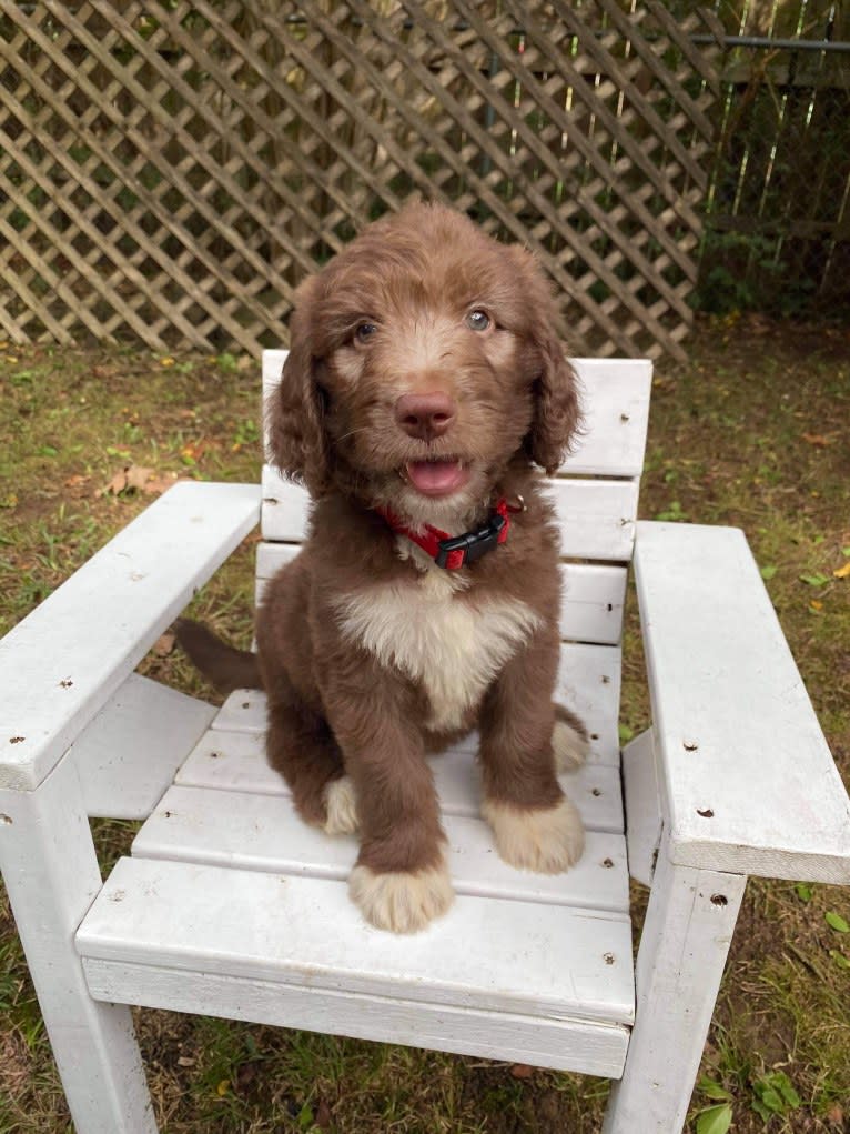 Roscoe, a Poodle (Standard) and Golden Retriever mix tested with EmbarkVet.com