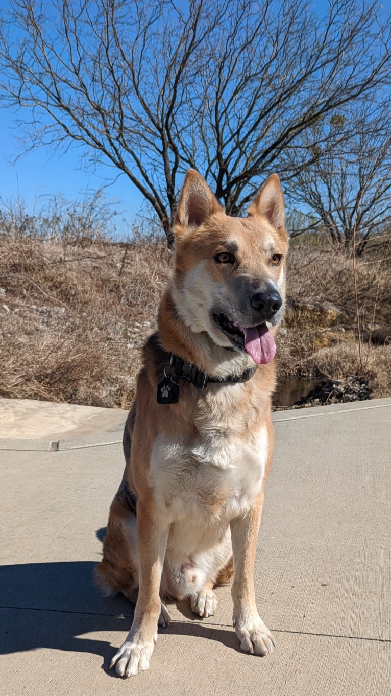 Loki, a German Shepherd Dog and Siberian Husky mix tested with EmbarkVet.com