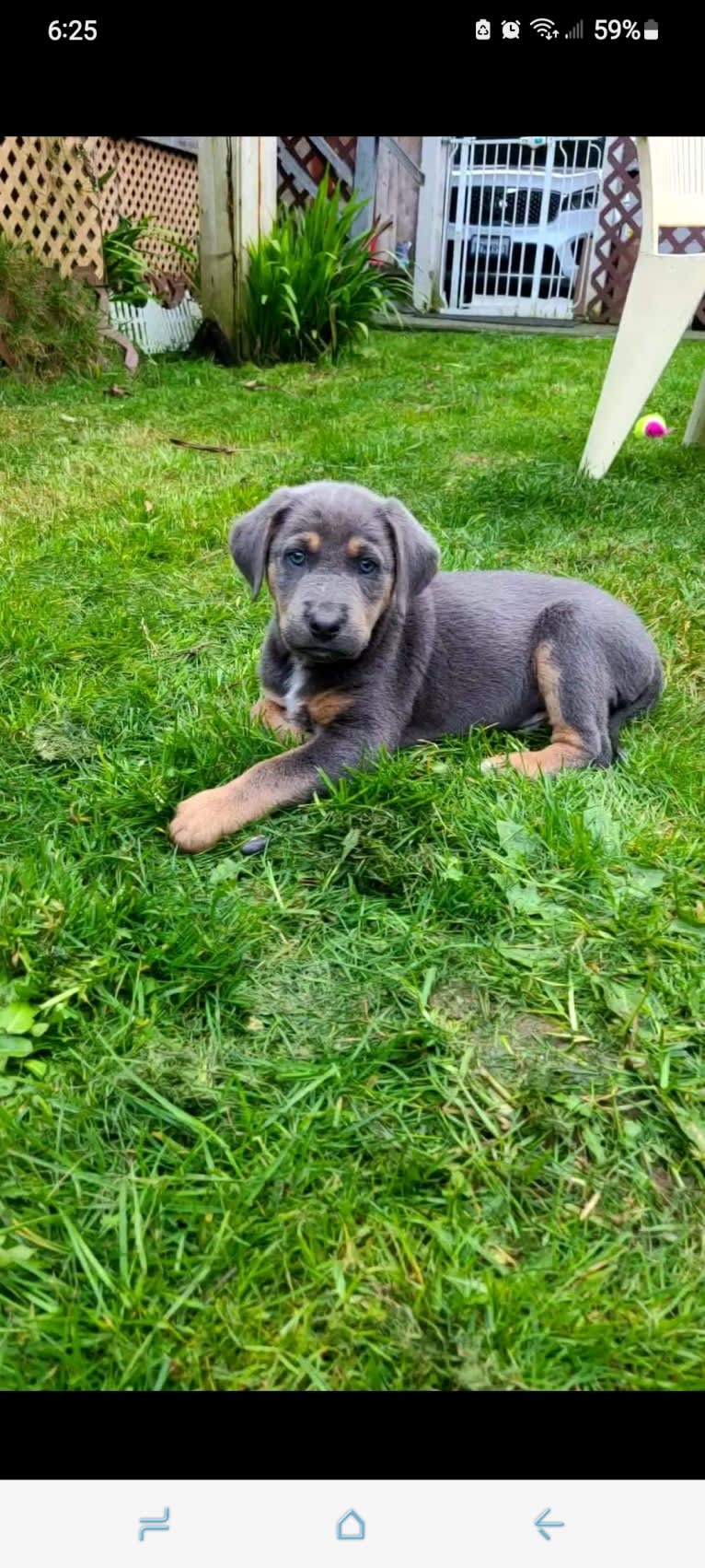 Ranger, an Australian Cattle Dog and Australian Shepherd mix tested with EmbarkVet.com