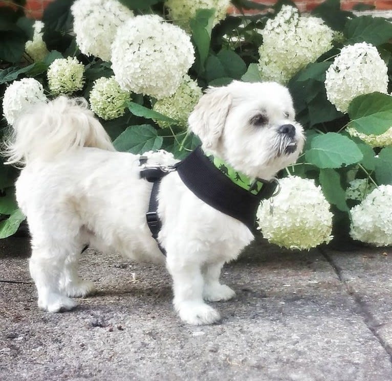 Ziggy Stardust, a Lhasa Apso and Shih Tzu mix tested with EmbarkVet.com