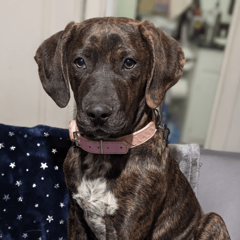 Himbo Homunculus, a Bluetick Coonhound and American Bulldog mix tested with EmbarkVet.com