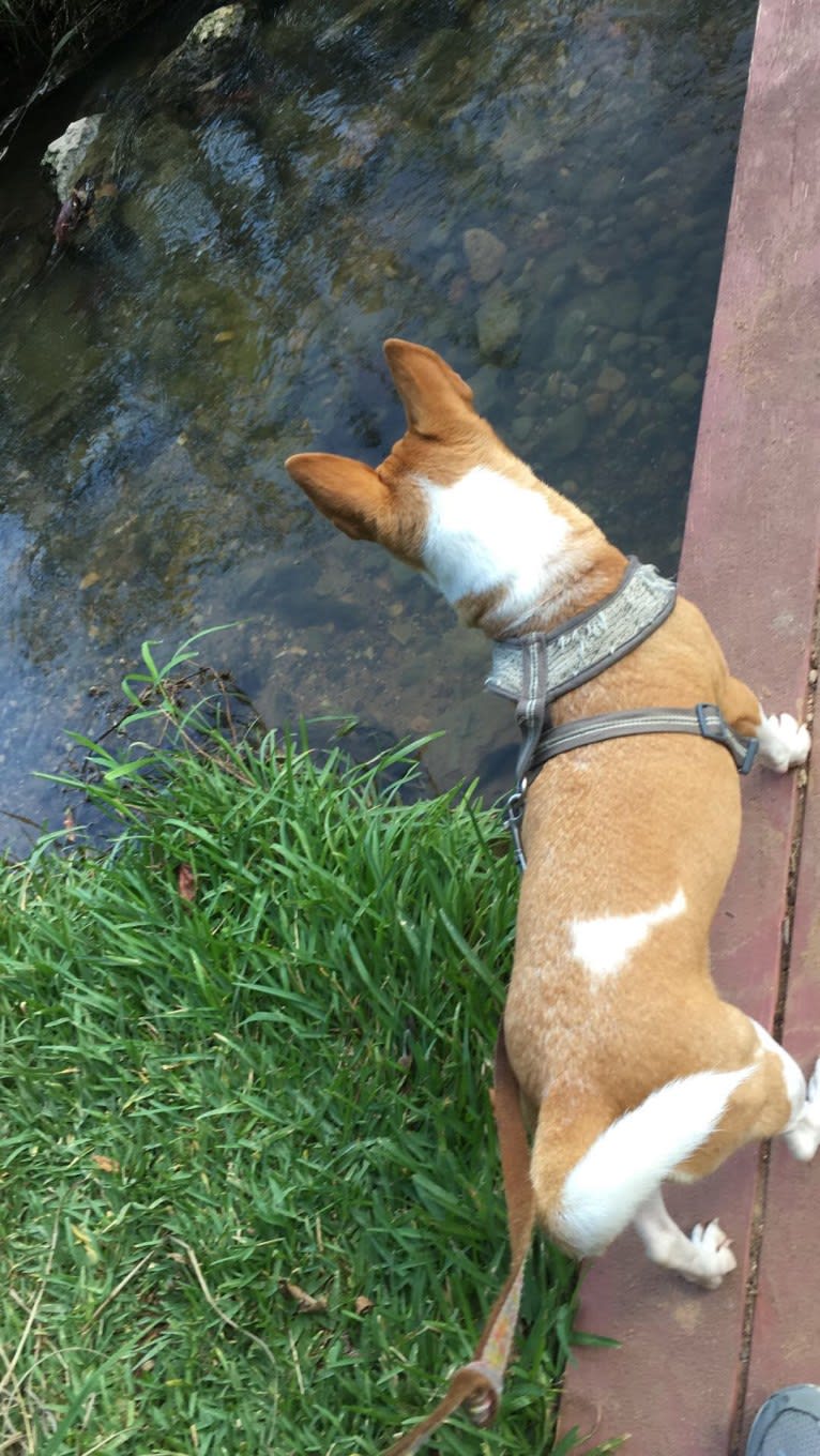 Nancy, a Chihuahua and Great Pyrenees mix tested with EmbarkVet.com