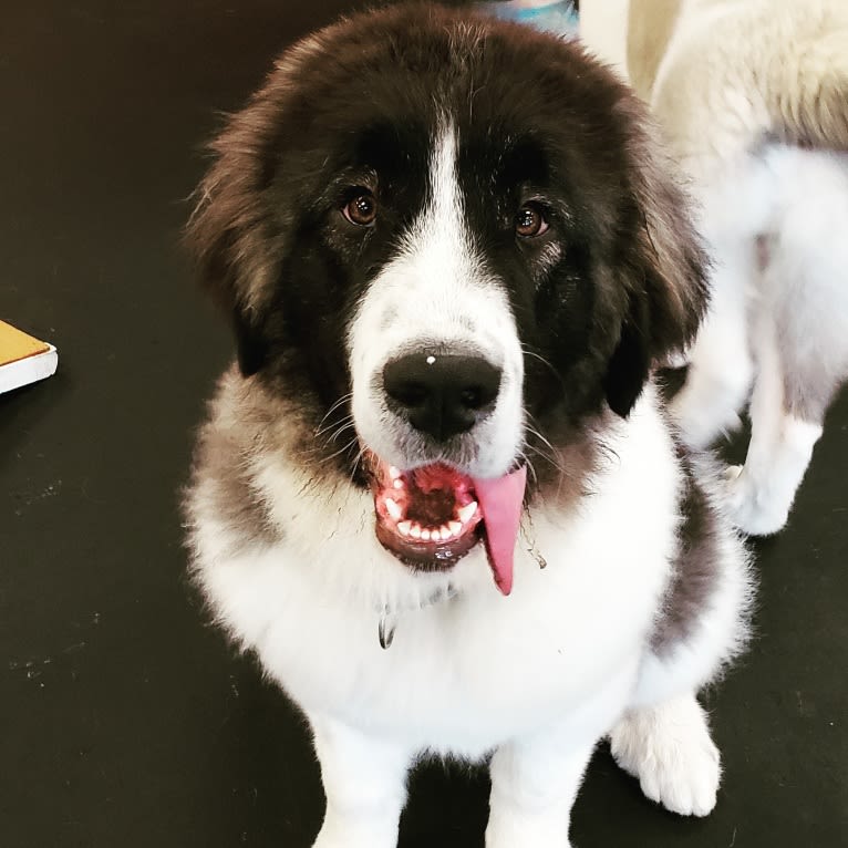 Elara, a Pyrenean Mastiff tested with EmbarkVet.com