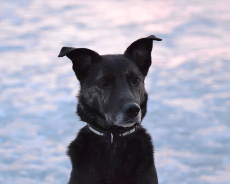 Olia, an European Village Dog tested with EmbarkVet.com