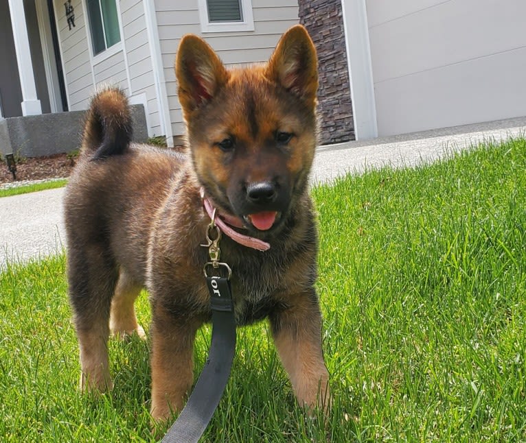 SuMi, a Jindo tested with EmbarkVet.com