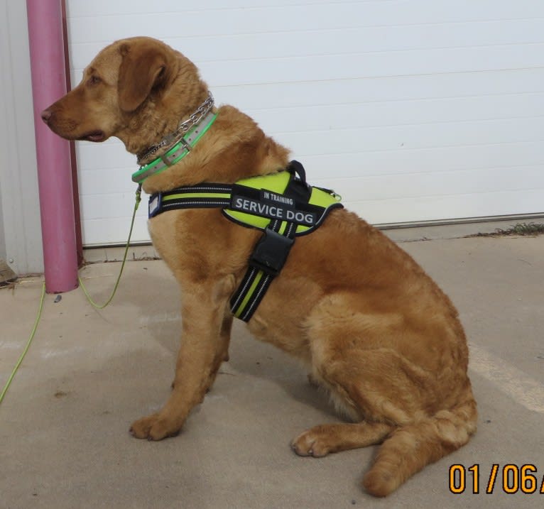 Epic, a Chesapeake Bay Retriever tested with EmbarkVet.com