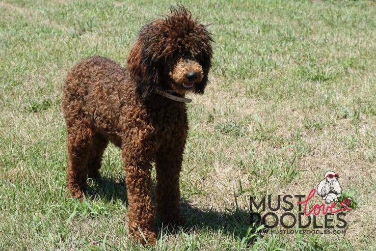 Must Love Poodles Noel, a Poodle tested with EmbarkVet.com