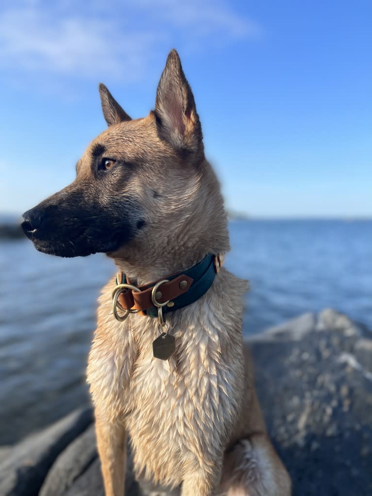 Everhett, a German Shepherd Dog and Australian Cattle Dog mix tested with EmbarkVet.com