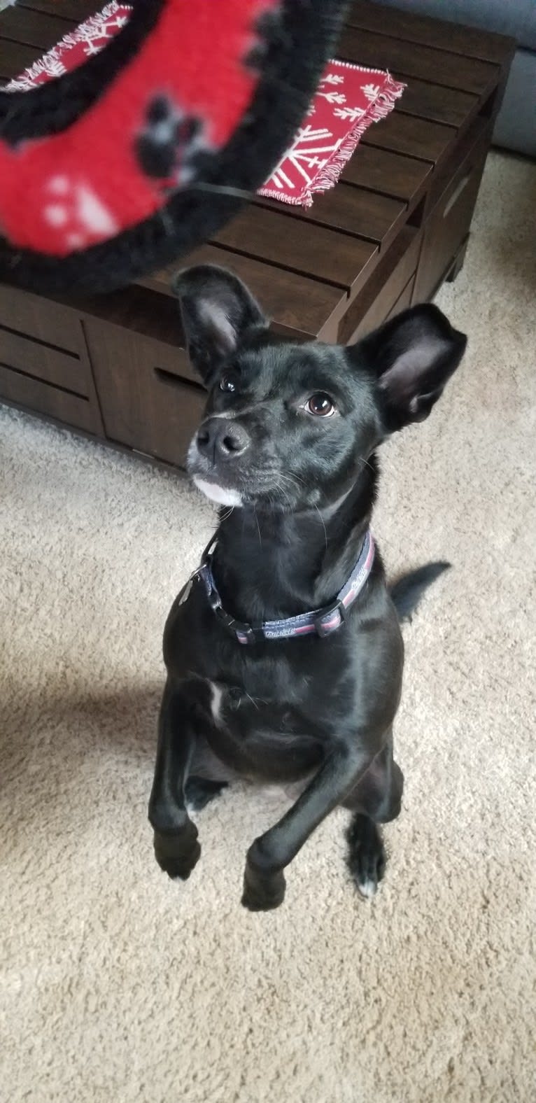 Moxie, a Staffordshire Terrier and Australian Cattle Dog mix tested with EmbarkVet.com