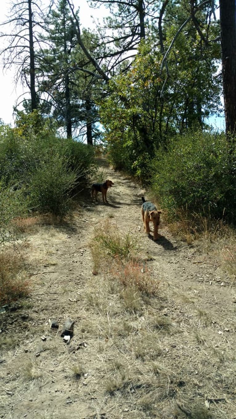 Sasha, an Airedale Terrier tested with EmbarkVet.com