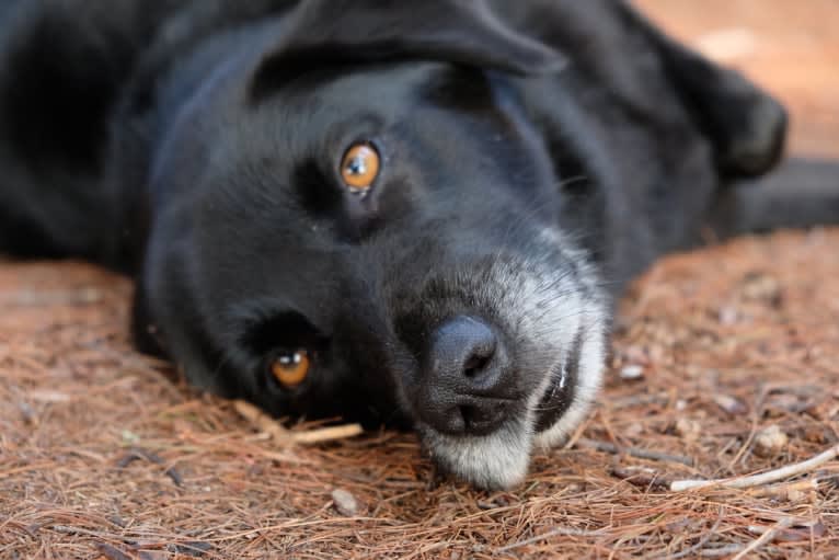 Riley, a Weimaraner and Labrador Retriever mix tested with EmbarkVet.com