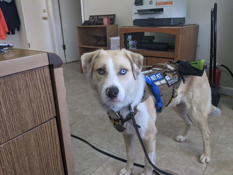 Archie, an Australian Shepherd and Jindo mix tested with EmbarkVet.com